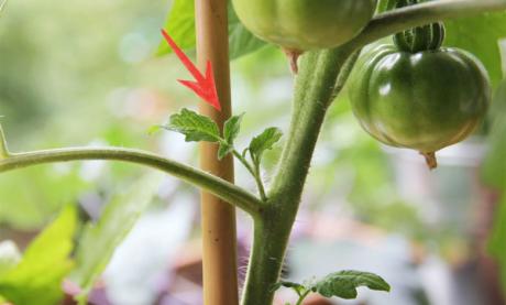 Выращивание малины в открытом грунте: схема посадки, подготовка и состав грунта весной