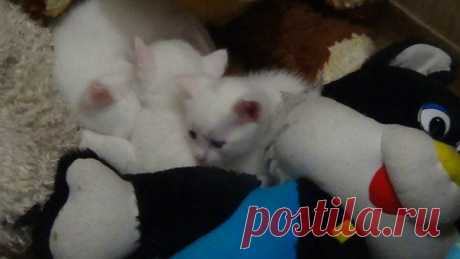 Наталия Тихомирова