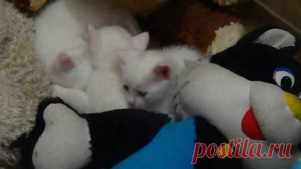 Наталия Тихомирова