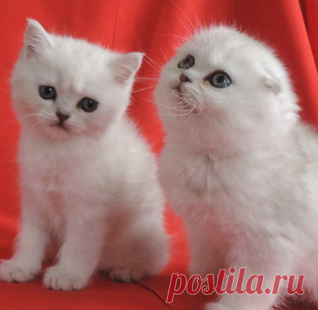 Продажа шотландских котят; Луганск.