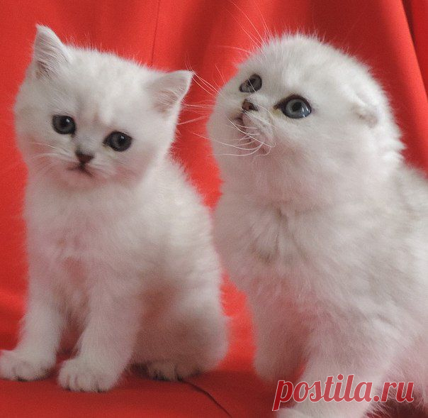 Продажа шотландских котят; Луганск.