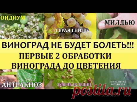 ВИНОГРАД НЕ БУДЕТ БОЛЕТЬ!!! ПЕРВЫЕ 2 ОБРАБОТКИ ВИНОГРАДА ПЕРЕД ЦВЕТЕНИЕМ.Болезни винограда.