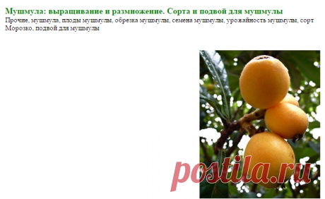 Мушмула: выращивание и размножение. Сорта и подвои для мушмулы
