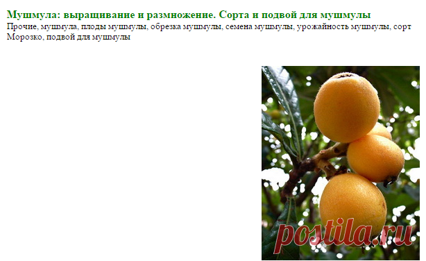 Мушмула: выращивание и размножение. Сорта и подвои для мушмулы