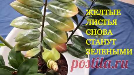 Почему желтеют листья у Замиокулькаса ? И Что делать, Как спасти  долларовое  дерево? Почему желтеют листья у долларового дерева? Что делать, как спасти Замиокулькас?Это травянистое растение очень популярно среди любителей комнатных растений. ...