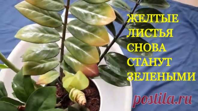 Почему желтеют листья у Замиокулькаса ? И Что делать, Как спасти  долларовое  дерево? Почему желтеют листья у долларового дерева? Что делать, как спасти Замиокулькас?Это травянистое растение очень популярно среди любителей комнатных растений. ...