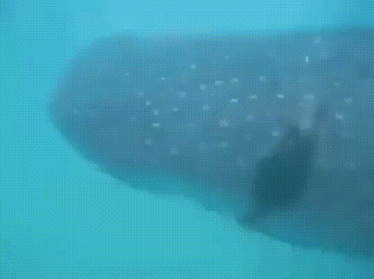 Баклан отдирает рыбу - прилипалу от китовой акулы !