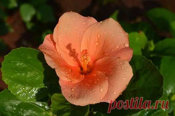 Магические растения - особенности использования магических трав