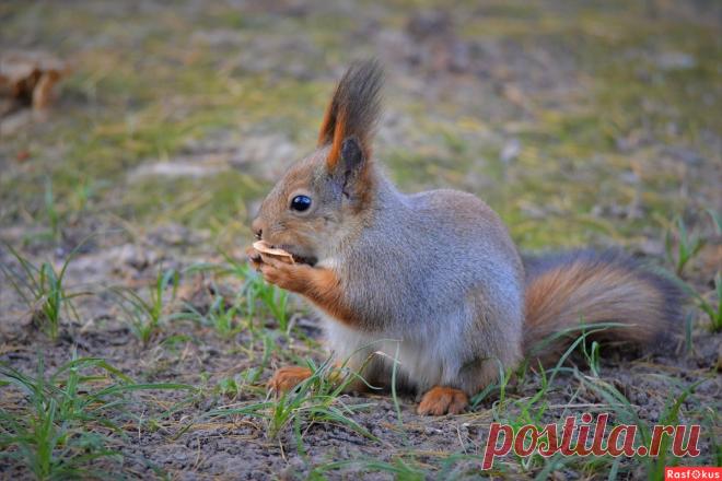 Фото: Белка. Фотограф Константин Анисимов. Фото животных - Фотосайт Rasfokus.ru
