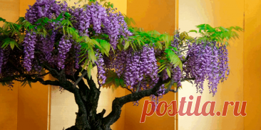 Жакаранда в домашних условиях