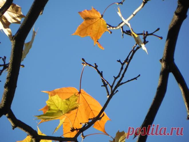 Осень.Синева неба... - 10 фото. Фотографии sergey rodnov.