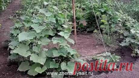 Выращивание огурцов ёлочкой