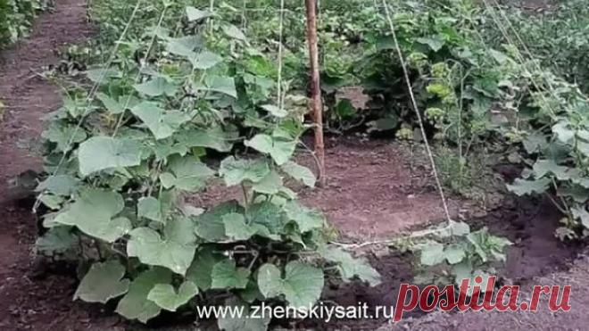 Выращивание огурцов ёлочкой