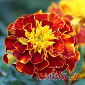 Усадьба | Цветы в саду : Бархатцы защищают растения от вредителей и болезней