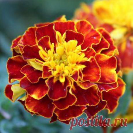 Усадьба | Цветы в саду : Бархатцы защищают растения от вредителей и болезней