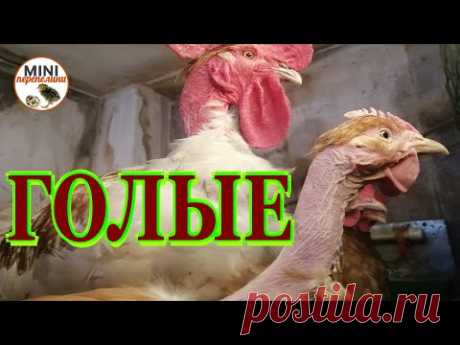 Яйценоскость голошеек и редбро.