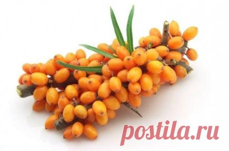 15 ФАКТОВ О ПОЛЬЗЕ ОБЛЕПИХИ