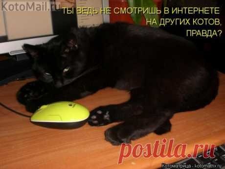 Ревность. | KotoMail.ru