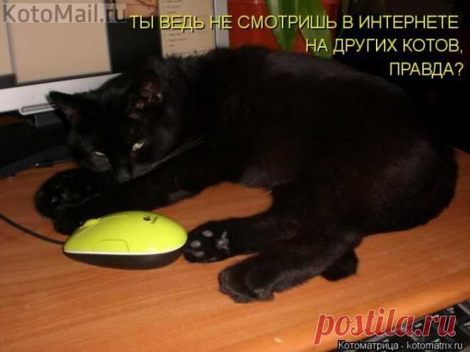 Ревность. | KotoMail.ru