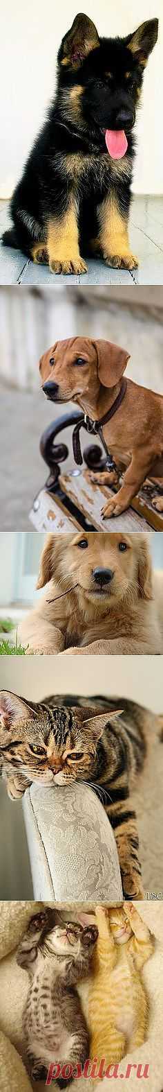 c a t s a n d d o g s