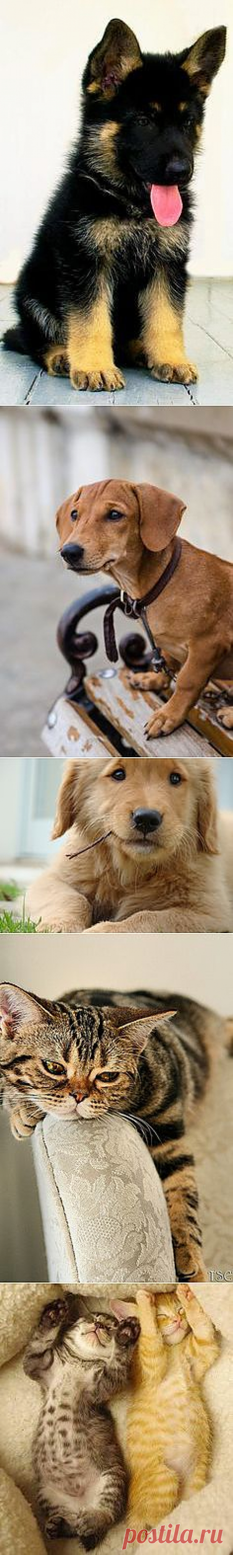 c a t s a n d d o g s