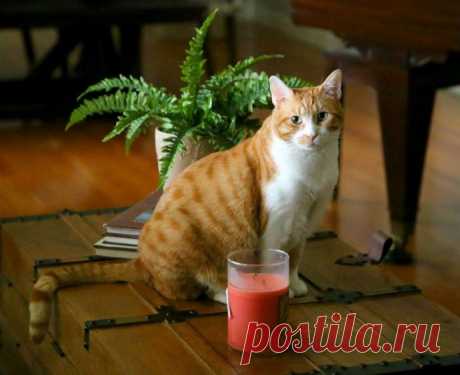 Кот с рулоном от скотча на шее… Что может быть печальнее? К счастью, жизнь Валентина сейчас совсем другая