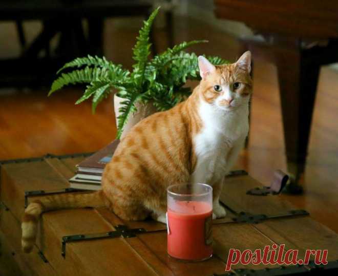 Кот с рулоном от скотча на шее… Что может быть печальнее? К счастью, жизнь Валентина сейчас совсем другая