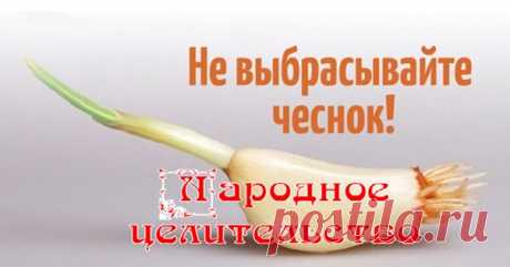 Никогда не выбрасывайте полежавший проросший чеснок.

Чеснок, как и лук, ближе к весне пускает корешки и зеленые ростки.
Многие выбрасывают полежавший овощ, считая, что он потерял свою пользу и вкусовые качества.

На самом деле это — непростительная ошибка.

В проросшем зубчике содержаться те полезные вещества, которых нет даже в обычном чесноке, чего только стоит целый набор антиоксидантов: аллицин, аллиин и аллилдисульфид.

Зачем есть проросший чеснок

1. В процессе прор...