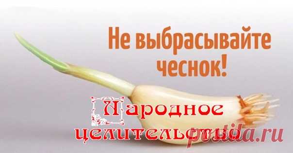 Никогда не выбрасывайте полежавший проросший чеснок.

Чеснок, как и лук, ближе к весне пускает корешки и зеленые ростки.
Многие выбрасывают полежавший овощ, считая, что он потерял свою пользу и вкусовые качества.

На самом деле это — непростительная ошибка.

В проросшем зубчике содержаться те полезные вещества, которых нет даже в обычном чесноке, чего только стоит целый набор антиоксидантов: аллицин, аллиин и аллилдисульфид.

Зачем есть проросший чеснок

1. В процессе прор...