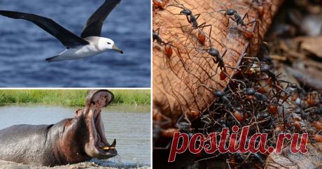 Как же спят животные Какое животное засыпает на минуту? Кто способен совершать длительные перелёты во сне? И как жираф может неделю обходиться без сна? Кстати, а кто не спит вовсе?