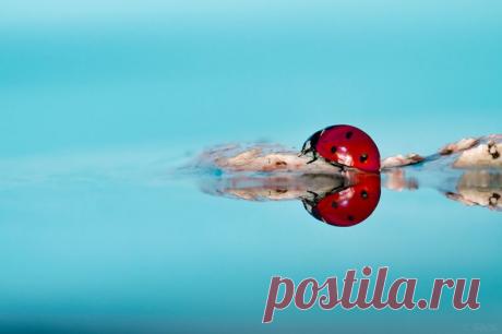 БОЖЬИ КОРОВКИ. ПОЗИТИВНЫЕ ФОТОГРАФИИ | Самоцветик