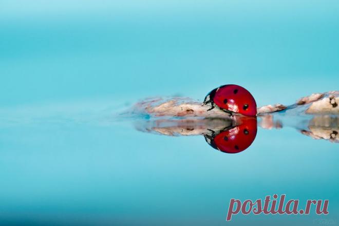 БОЖЬИ КОРОВКИ. ПОЗИТИВНЫЕ ФОТОГРАФИИ | Самоцветик