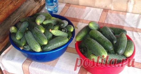 Когда отправляешься зимой в магазин за огурцами, каждый раз ловишь себя на мысли о том, что они совсем не такие на вкус, как летом. Сохранить огурец свежим до зимней поры, не растеряв при этом имеющейся в нем «силы земли» - задача незаурядная. Если нет желания употреблять в пищу тепличный «пестицидный» продукт, то необходимо с лета позаботиться о создании собственных запасов свежих огурцов. Провернуть подобное возможно при помощи следующего рецепта.