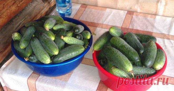 Когда отправляешься зимой в магазин за огурцами, каждый раз ловишь себя на мысли о том, что они совсем не такие на вкус, как летом. Сохранить огурец свежим до зимней поры, не растеряв при этом имеющейся в нем «силы земли» - задача незаурядная. Если нет желания употреблять в пищу тепличный «пестицидный» продукт, то необходимо с лета позаботиться о создании собственных запасов свежих огурцов. Провернуть подобное возможно при помощи следующего рецепта.