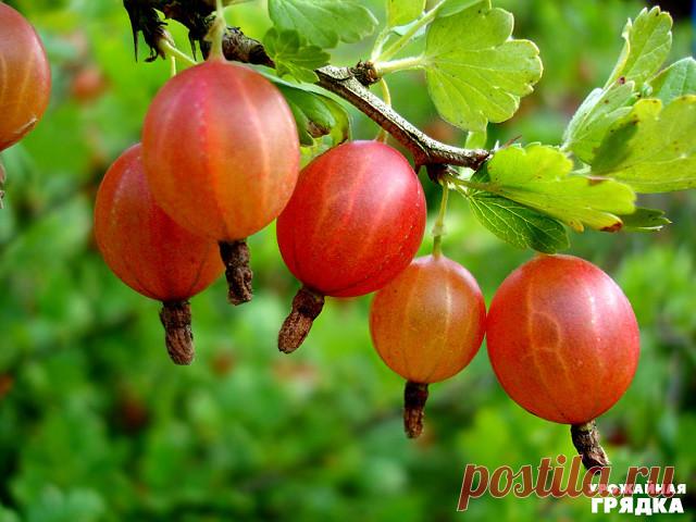 5 причин посадить крыжовник

1. Крыжовник обладает такими важными качествами, как скороплодность, высокая продуктивность, зимостойкость, ежегодное обильное плодоношение. 

2. Благодаря плотной кожице ягоды прекрасно переносят транспортировку.

3. В плодах крыжовника много каротина, а также важных для здоровья человека витаминов - С, В1, В2, РР. Крыжовник рекомендуют включать в рацион людям, подвергающимся воздействию ионизирующей радиации, а также проживающим в загрязненны...