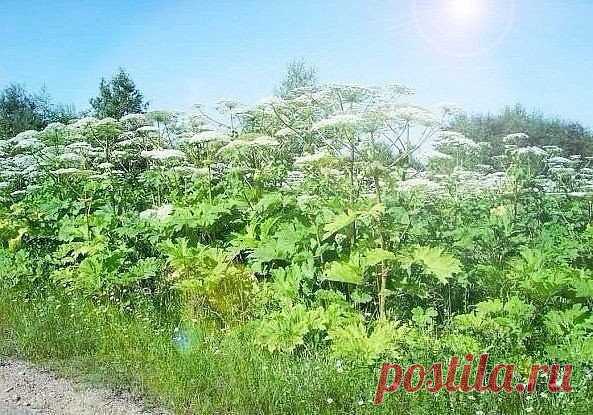 (93) Одноклассники