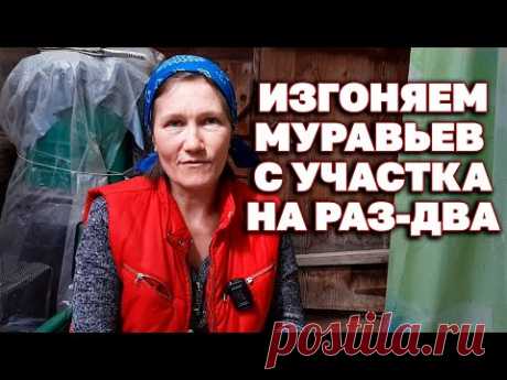НАКОРМИ МУРАВЬЕВ ЛЮБИМОЙ ЕДОЙ ОНИ НАКОРМЯТ КОРОЛЕВУ И ПОКИНУТ ОГОРОД@Обо всем с Марусей