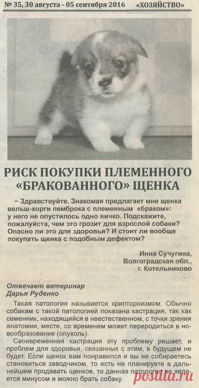 Риск покупки племенного "бракованного" щенка