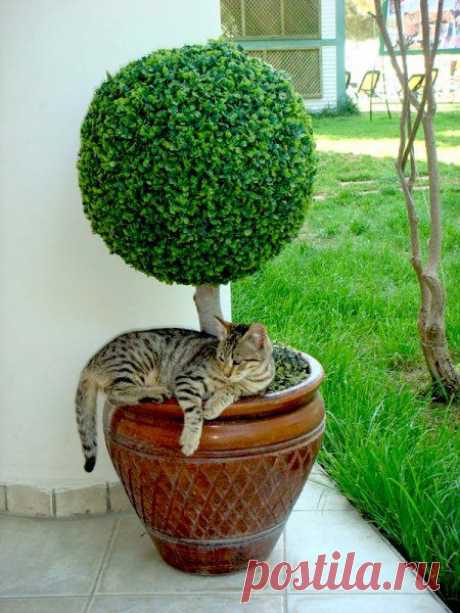 Фото забавных животных, братьев наших меньших. » Поржать.ру
Как правильно использовать растения