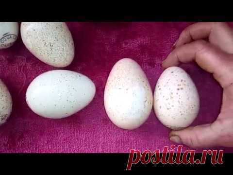 Инкубация 2020 Часть-2. Закладка яиц мулардов и индюков. Режим инкубации. Обзор инкубатора АИ 264