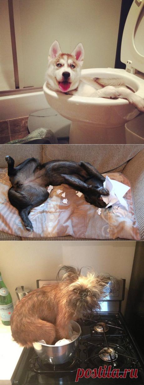 Разгул собак, когда хозяев нет дома.