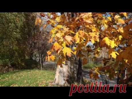 Песня  НАД РЕКОЙ КАЛИНА СПЕЛАЯ🍁Микулино Городище🍂Храм Михаила Архангела🍁