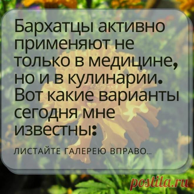 Бархатцы, они же «бархотки», «Чернобривцы» и «Тагетесы» очень популярный цветок. А знаете ли вы как ещё кроме выращивания на клумбах можно применять этот милейший цветок? | Садовый рай 🌱 | Яндекс Дзен