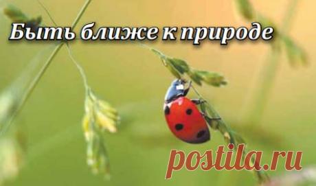 Нужно полностью отказатся от борьбы с вредителями! Вопрос о борьбе с вредителями в рамках природного земледелия наиболее трудный для понимания огородниками и садоводами, которые привыкли к традиционной агротехнике. Трудный он не потому, что всё очень сложно, а совсем наоборот.&nbsp;Вся стратегия защиты культур в природном земледелии...