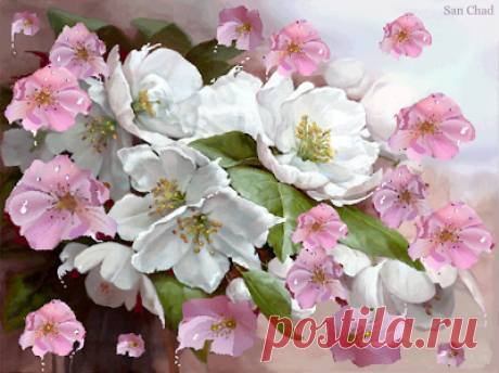 San Chad * Черных А.Д.