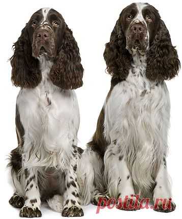 Породы собак: Английский спрингер-спаниель