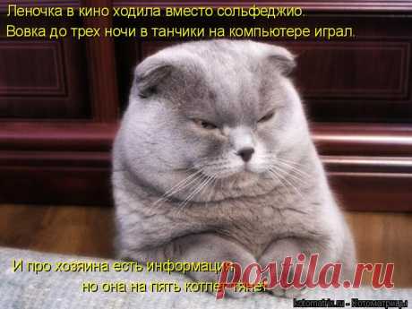 Самая свежая котоматрица. Ржач