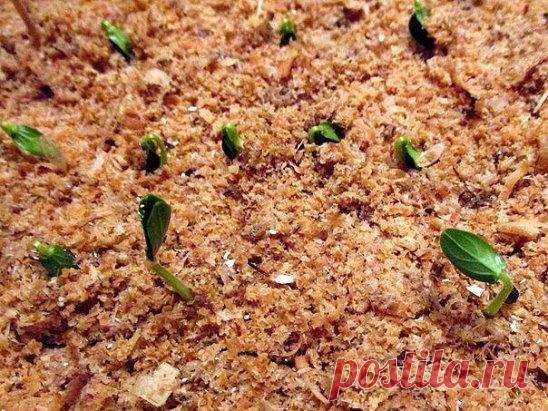 СЕМЕНА ОГУРЦА ЗАМАЧИВАЮ В ОПИЛКАХ
Горячей водой обдаю чистые опилки и набиваю ими невысокую широкую емкость (к примеру, банку от сельди). Насыпаю семена огурца и прикрываю их слоем опилок, также обработанных кипятком. Проросшие семена вынимаю из опилок (сделать это совсем не сложно) и высаживаю их в торфяные горшочки, наполненные питательным грунтом. Рассада отправится в открытый грунт, когда на ней появятся два настоящих листочка.
Если семена высеваю сразу на грядку, то проращиваю их тем же сп