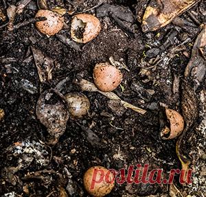 Органические удобрения: навоз, компост, перегной и другие Мы расскажем, какие бывают органические удобрения, чем перегной отличается от компоста, что такое биогумус и почему без органики в огороде не