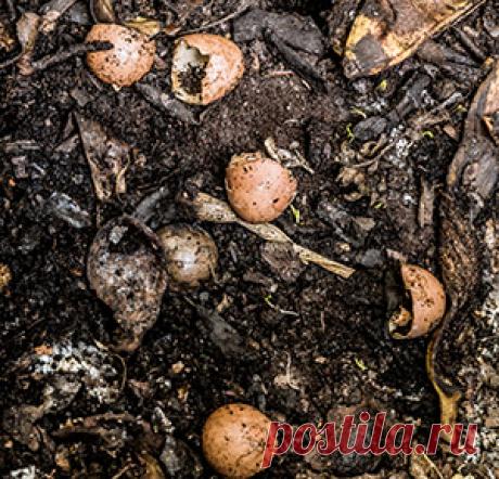 Органические удобрения: навоз, компост, перегной и другие Мы расскажем, какие бывают органические удобрения, чем перегной отличается от компоста, что такое биогумус и почему без органики в огороде не